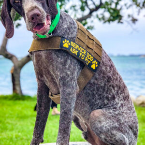 Service dog certification