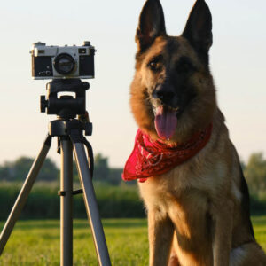Animal talent